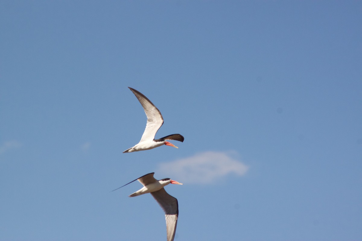 African Skimmer - ML609391137