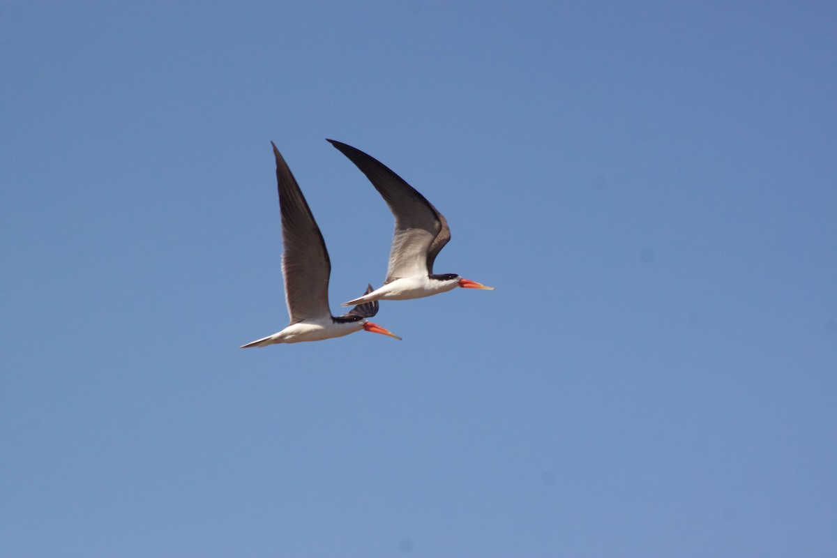 African Skimmer - ML609391138