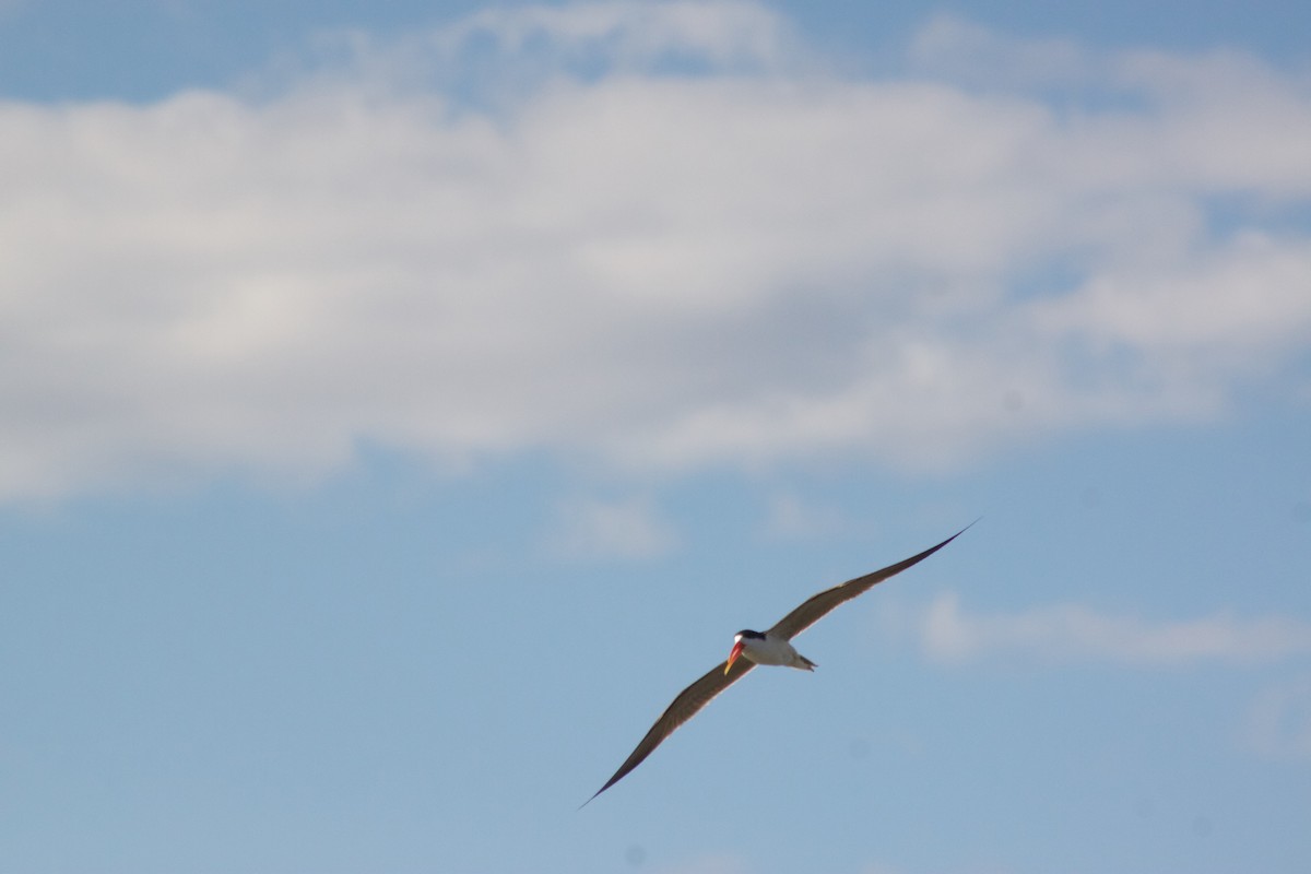 African Skimmer - ML609391139