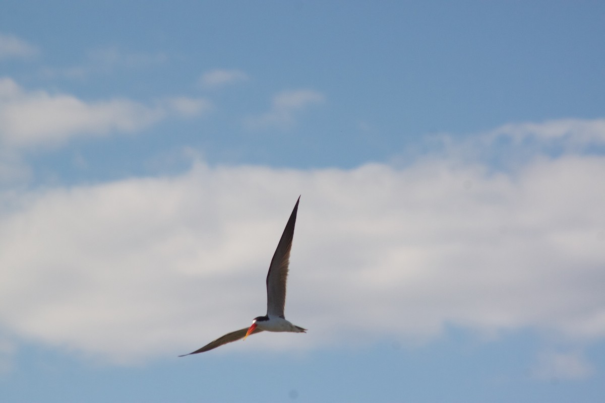 African Skimmer - ML609391140