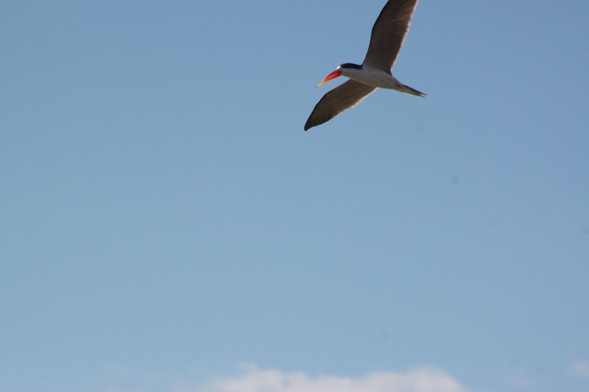 African Skimmer - Cameron Blair