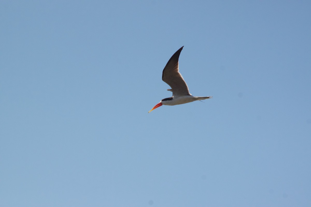 African Skimmer - ML609391143