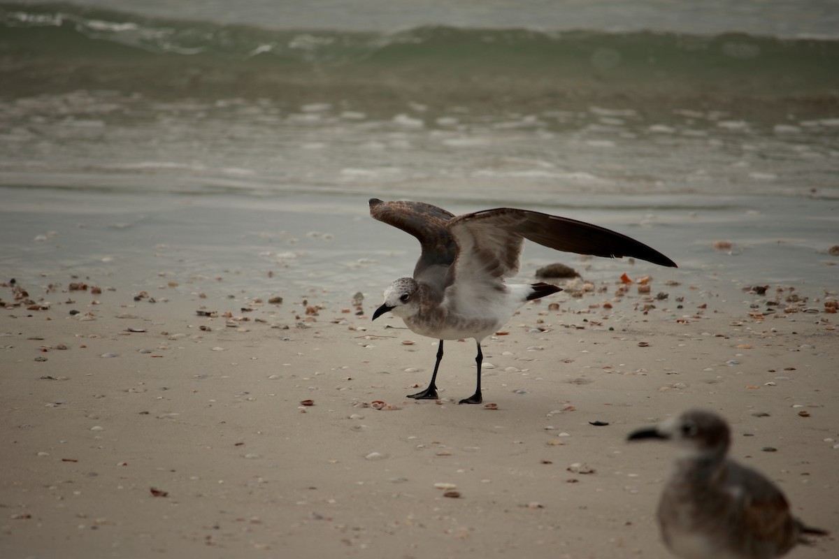 Laughing Gull - ML609391225