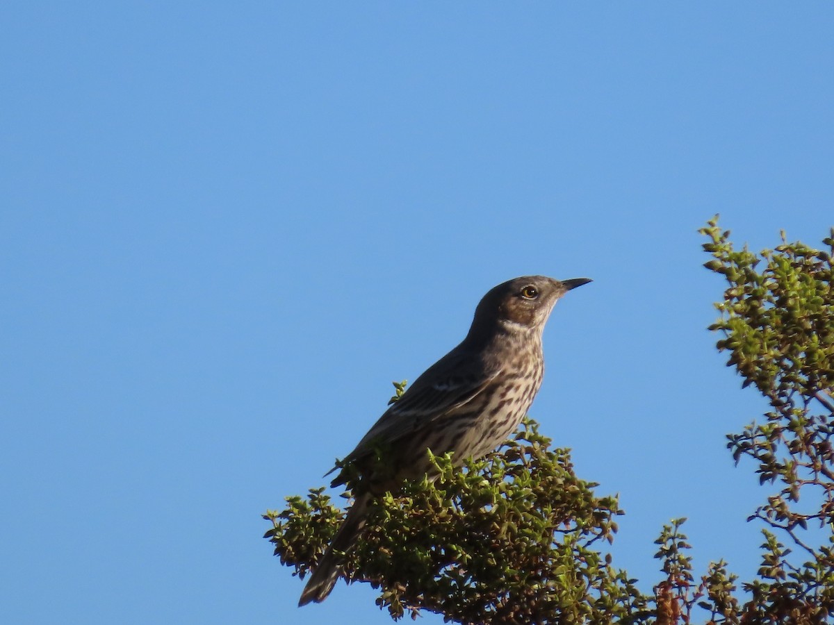 Sage Thrasher - Robert Theriault