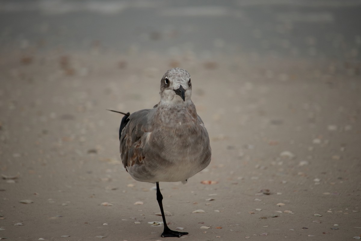 Mouette atricille - ML609391317