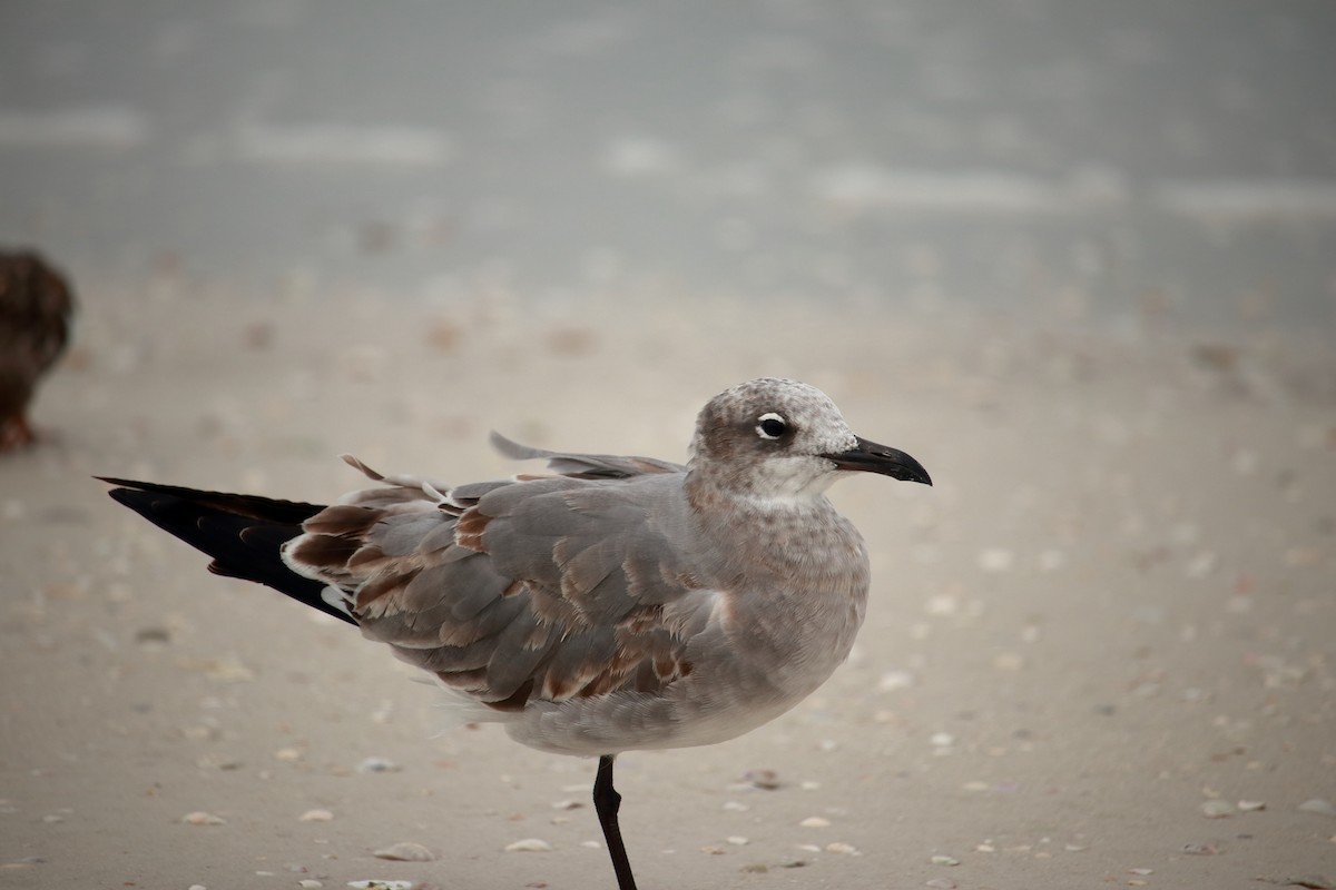 Mouette atricille - ML609391322