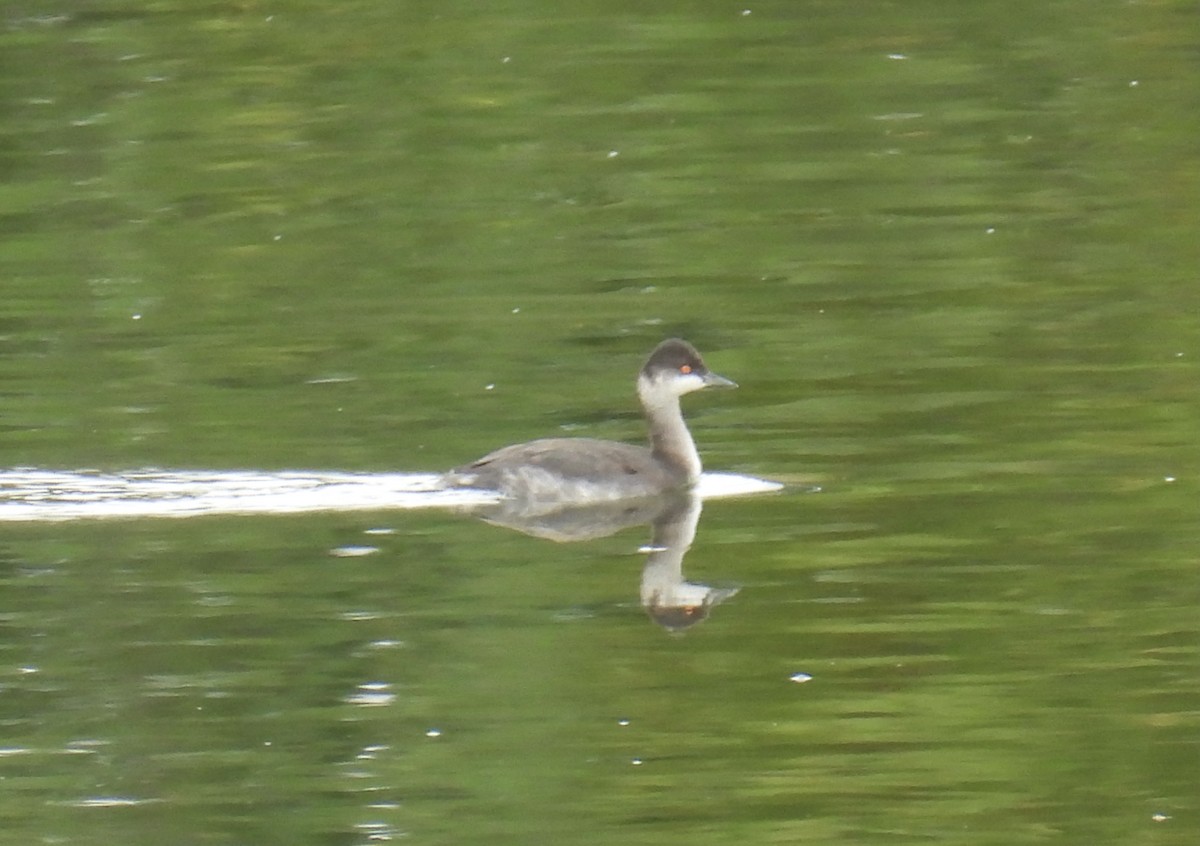 Eared Grebe - ML609391328