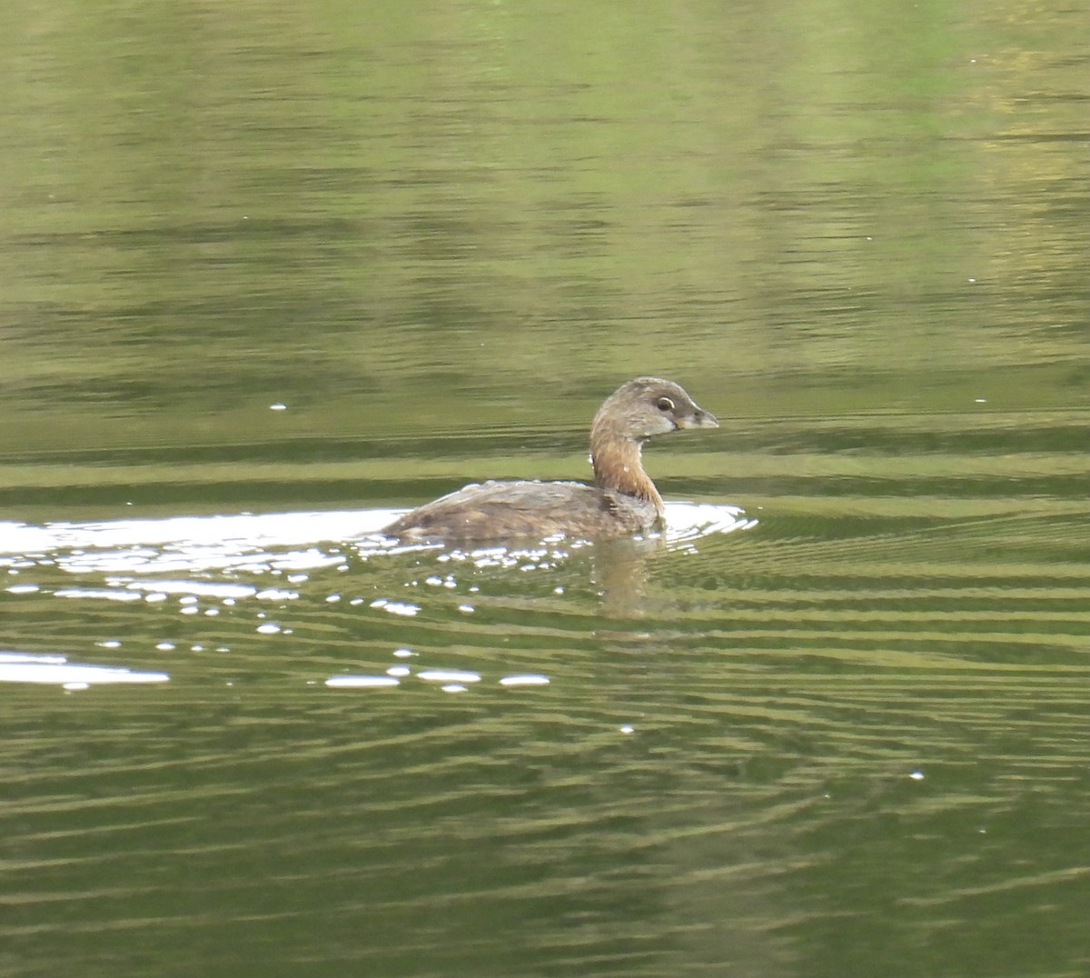 Pied-billed Grebe - ML609391345