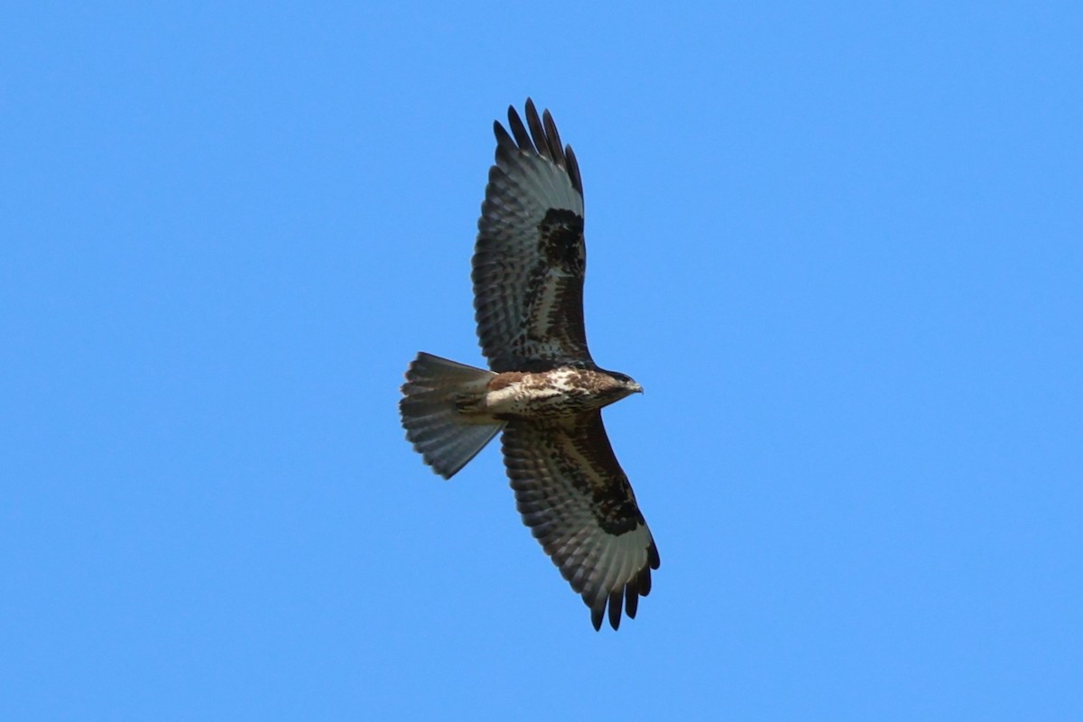 Common Buzzard - Mathieu Soetens