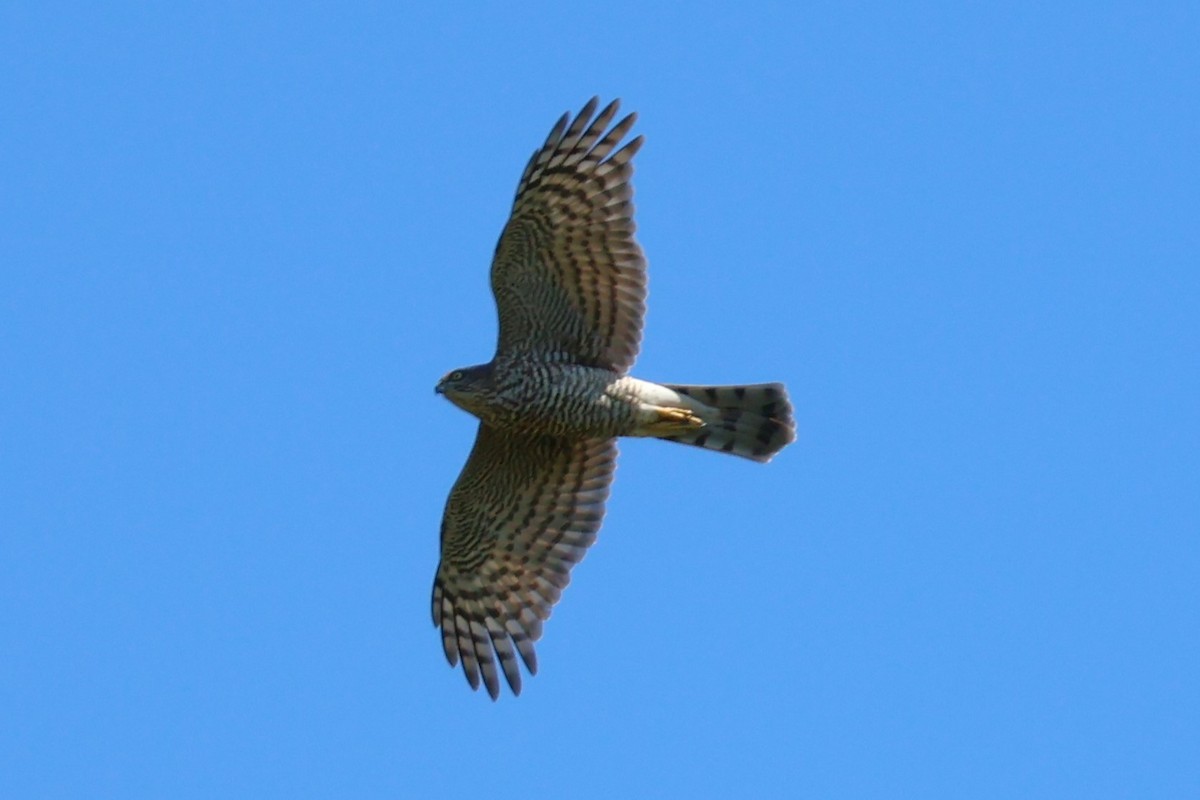 Eurasian Sparrowhawk - ML609391418