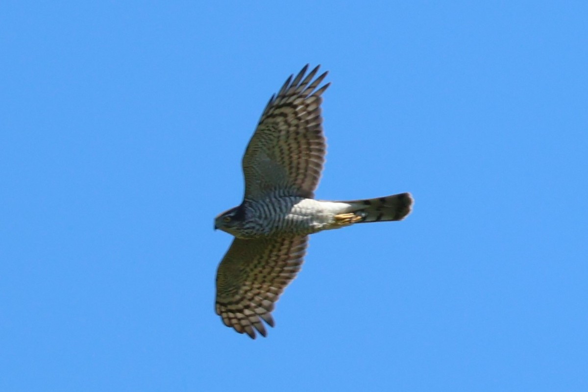 Eurasian Sparrowhawk - ML609391431