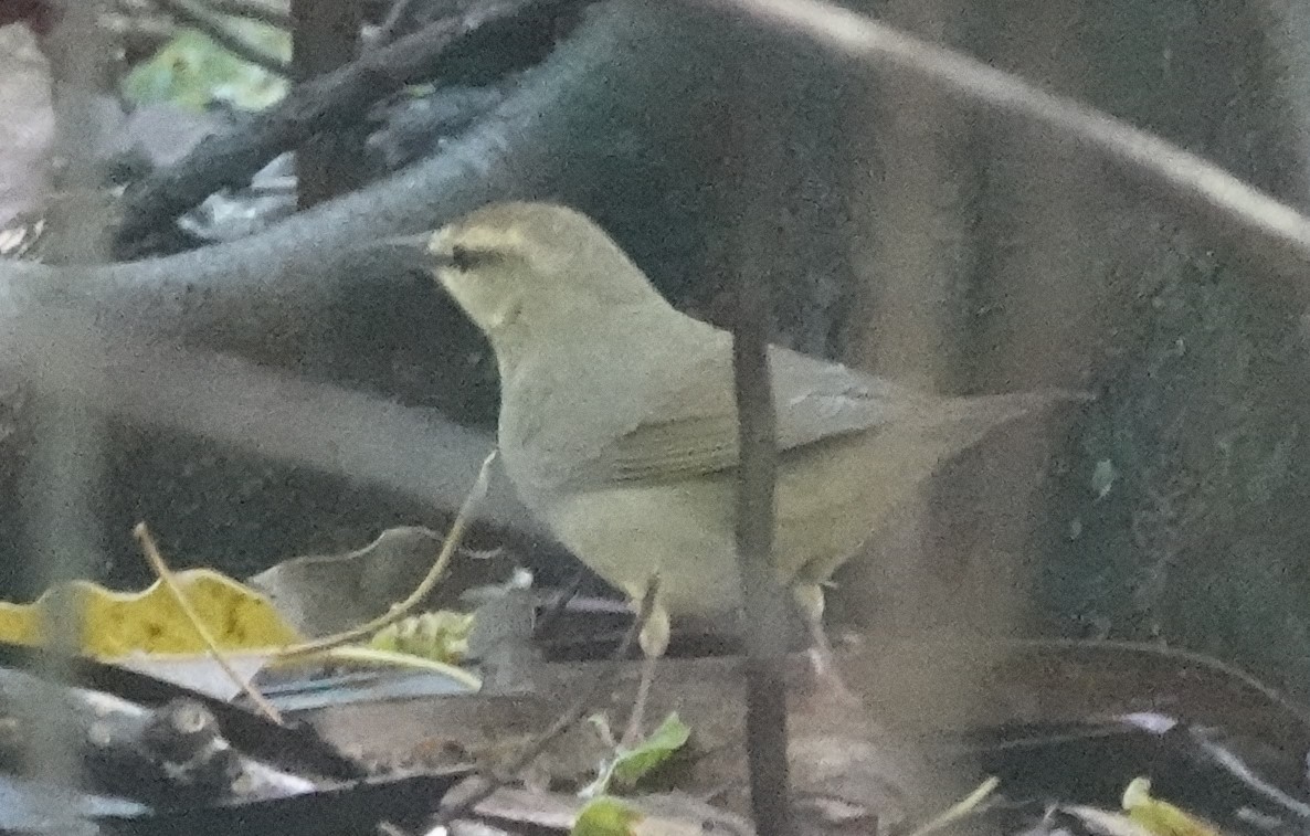 Swainson's Warbler - ML609391450