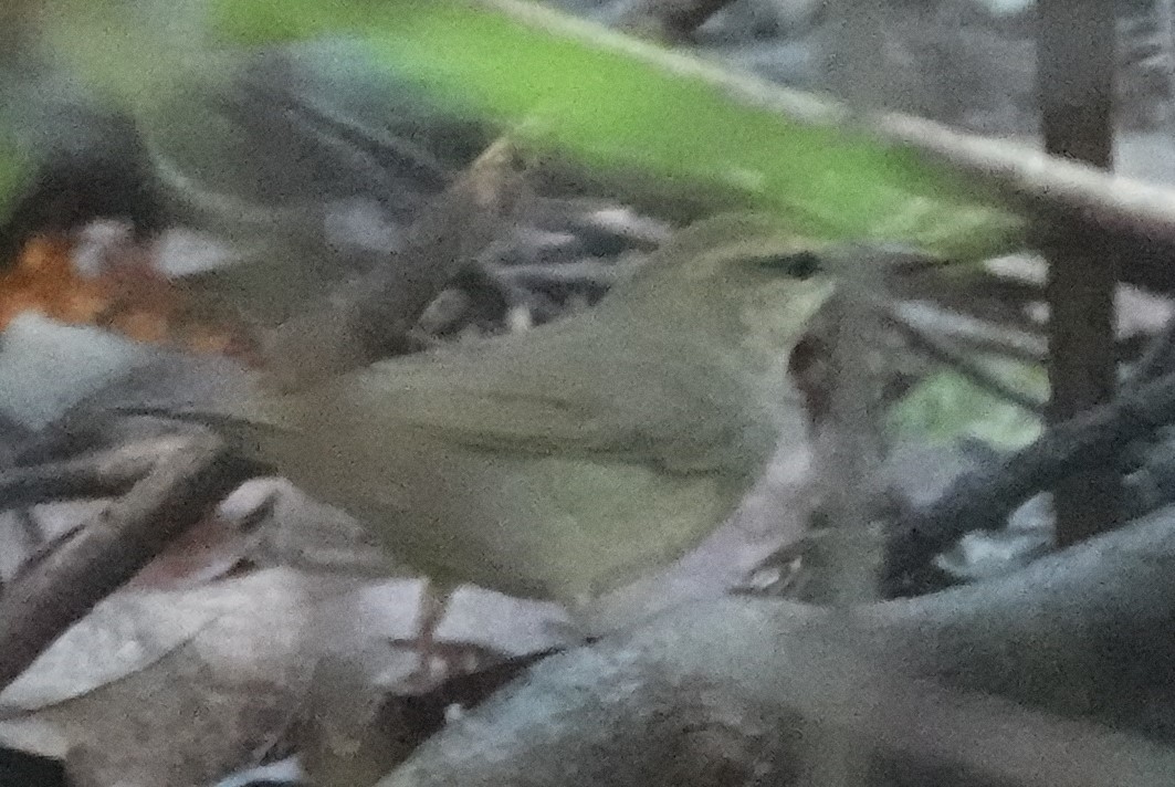 Swainson's Warbler - ML609391451