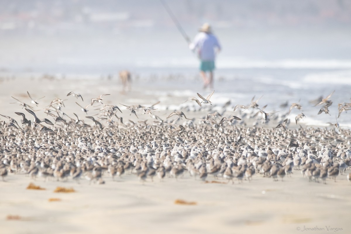 Western Sandpiper - ML609391454