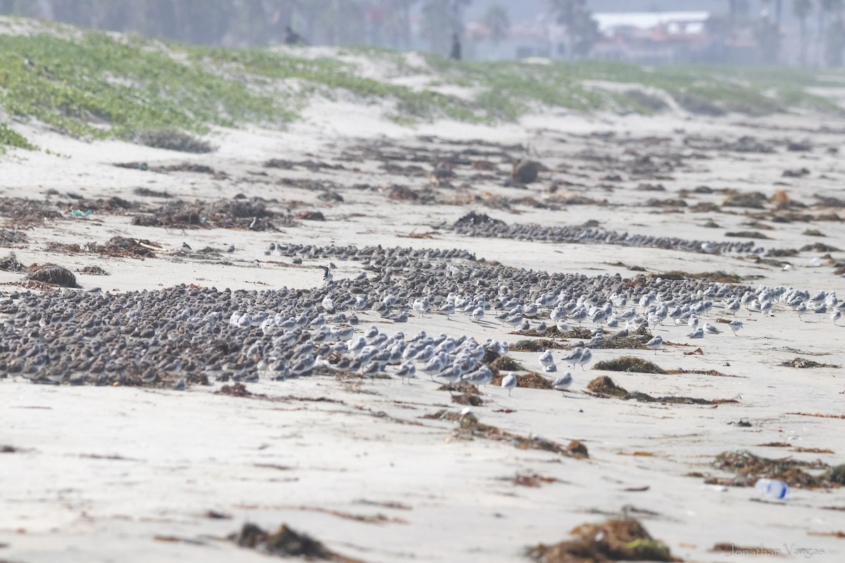 Western Sandpiper - ML609391458