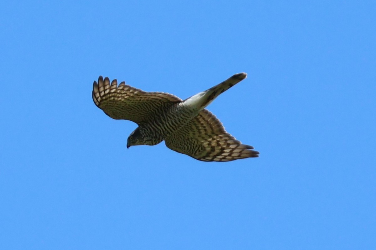 Eurasian Sparrowhawk - ML609391471
