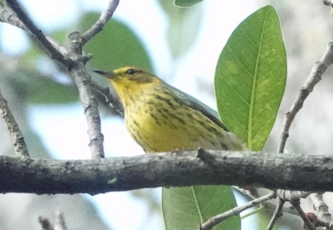 Cape May Warbler - ML609391476