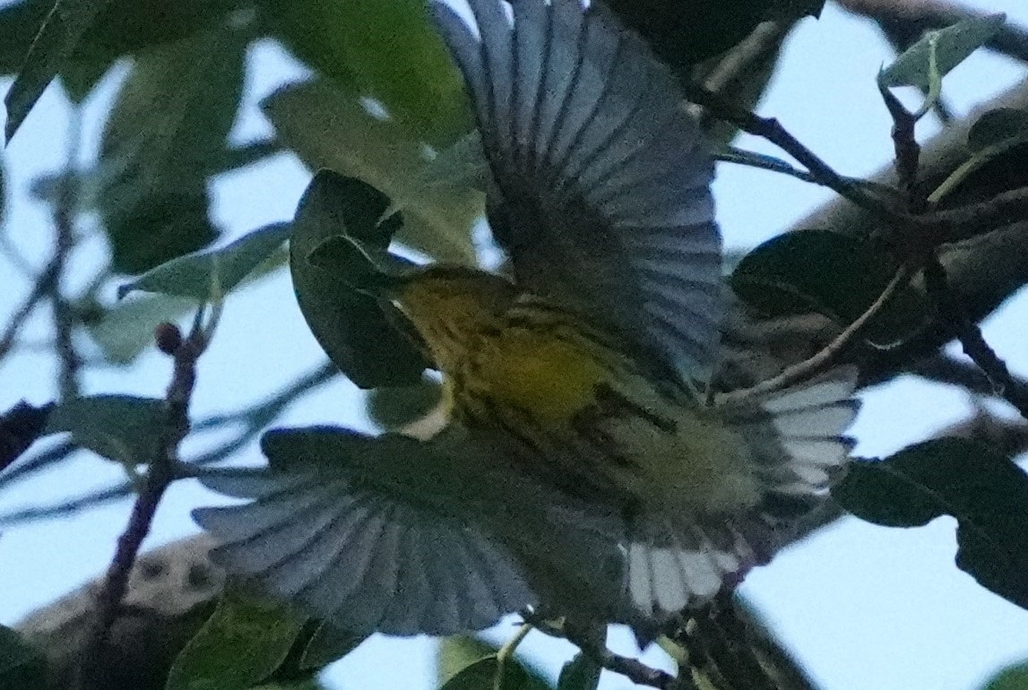 Cape May Warbler - ML609391477