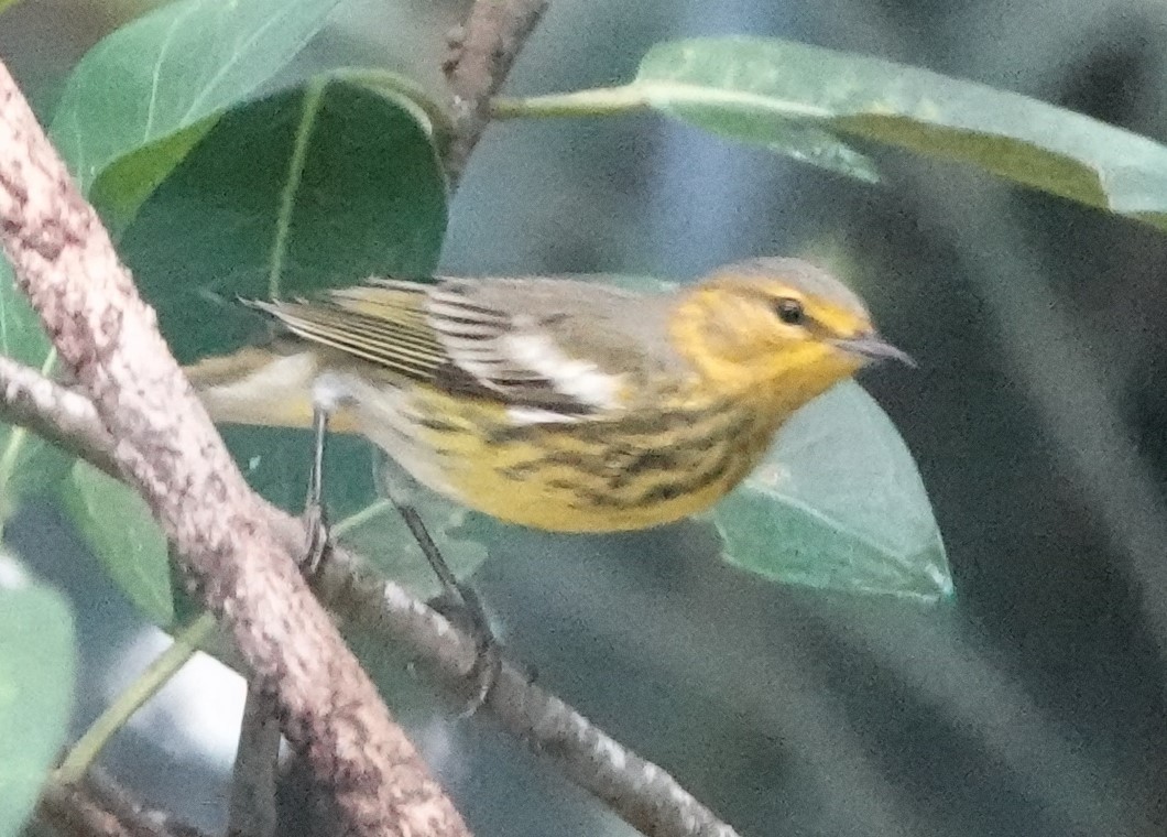 Cape May Warbler - ML609391478