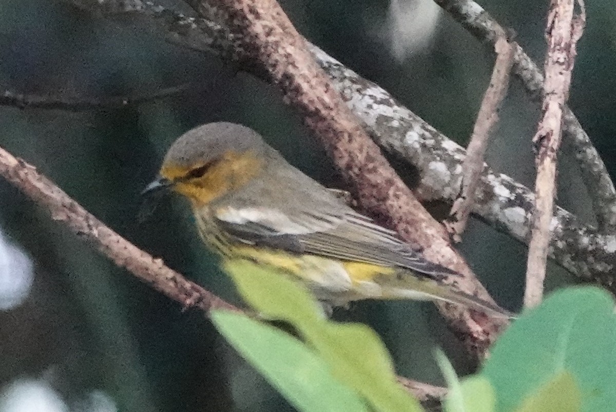 Cape May Warbler - ML609391479