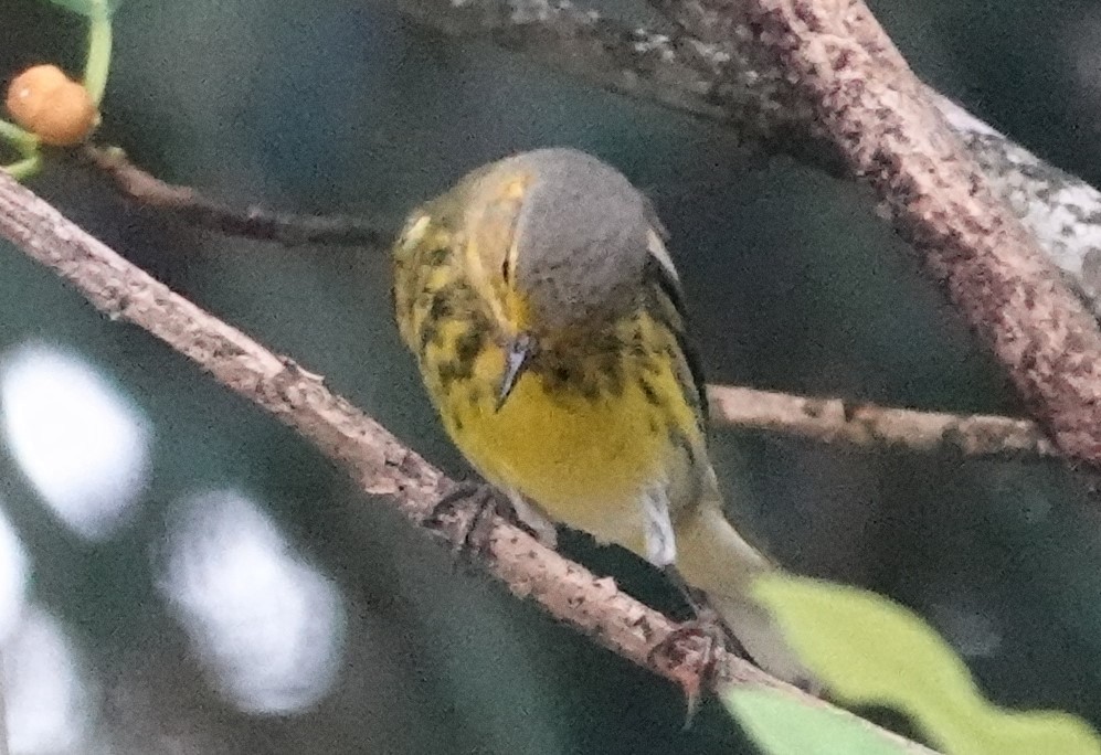 Cape May Warbler - ML609391480