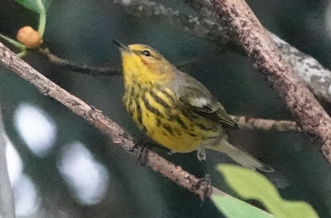Cape May Warbler - ML609391481