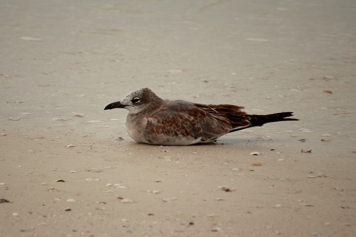 Mouette atricille - ML609391531