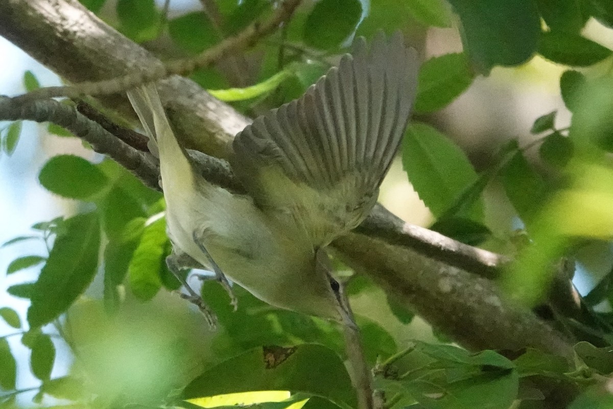 Red-eyed Vireo - ML609391550