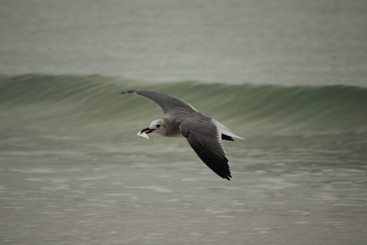 Mouette atricille - ML609391574