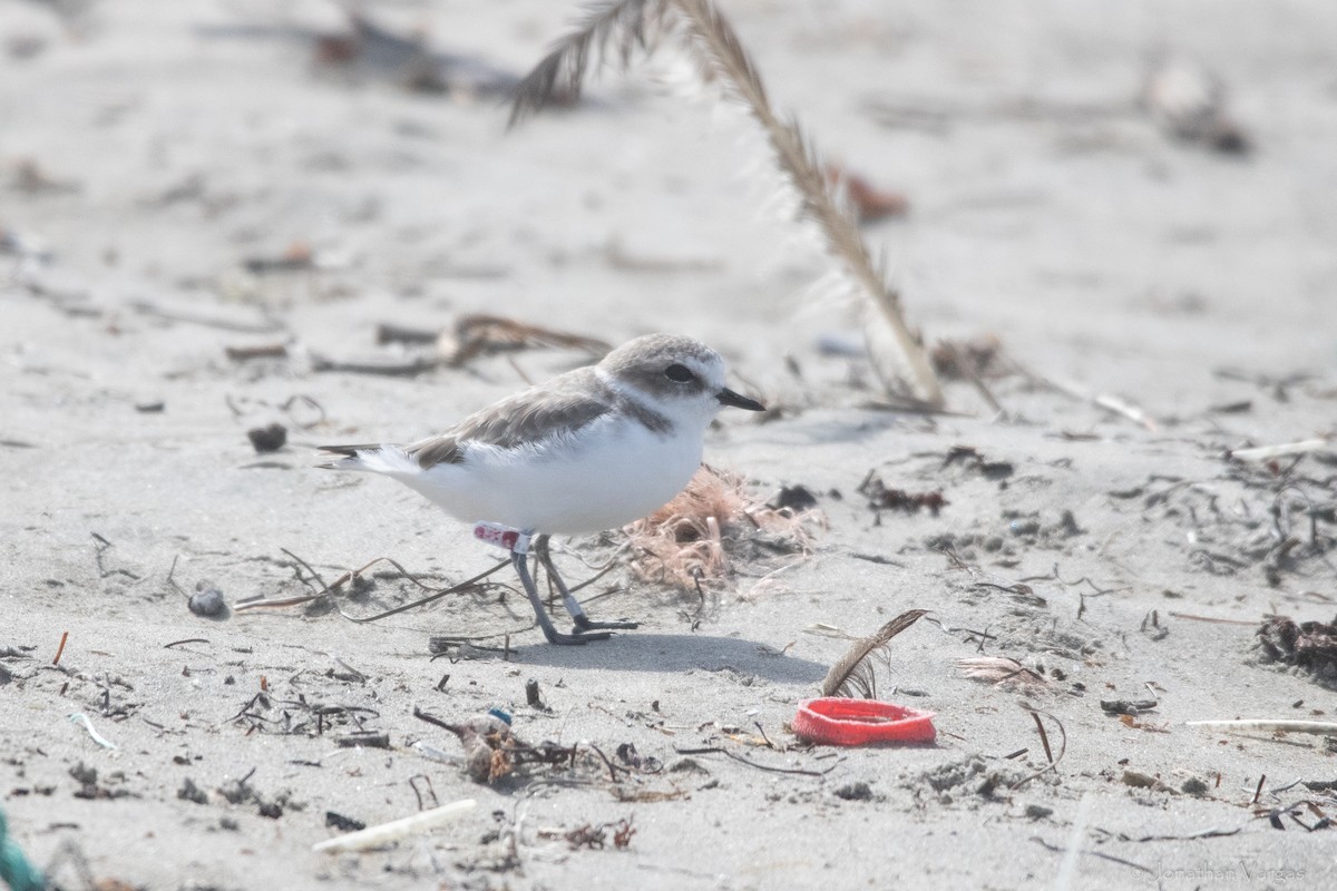 Snowy Plover - ML609391645