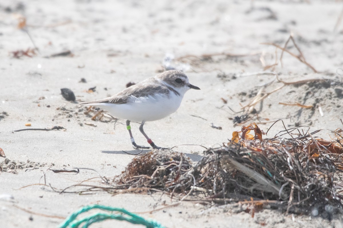 Snowy Plover - ML609391648