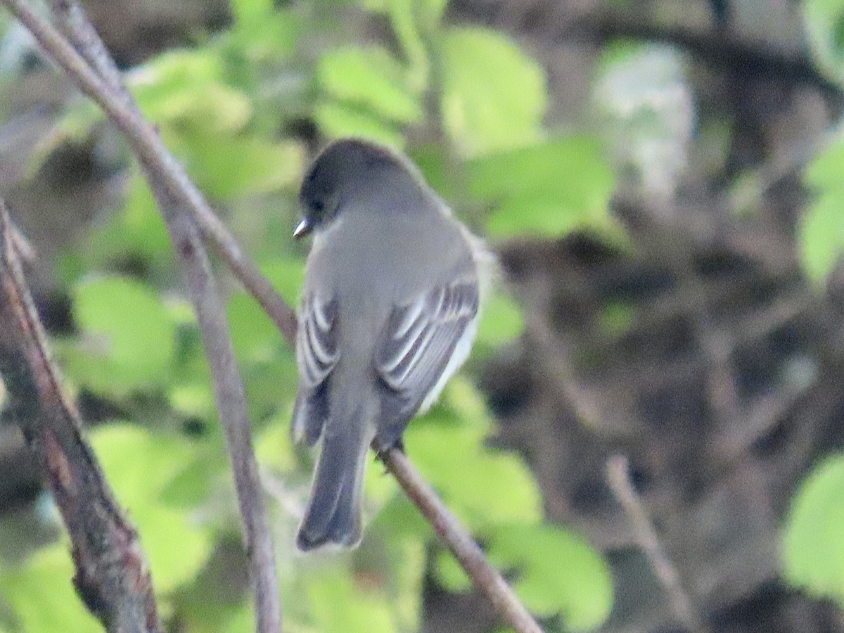 Eastern Phoebe - Howard West