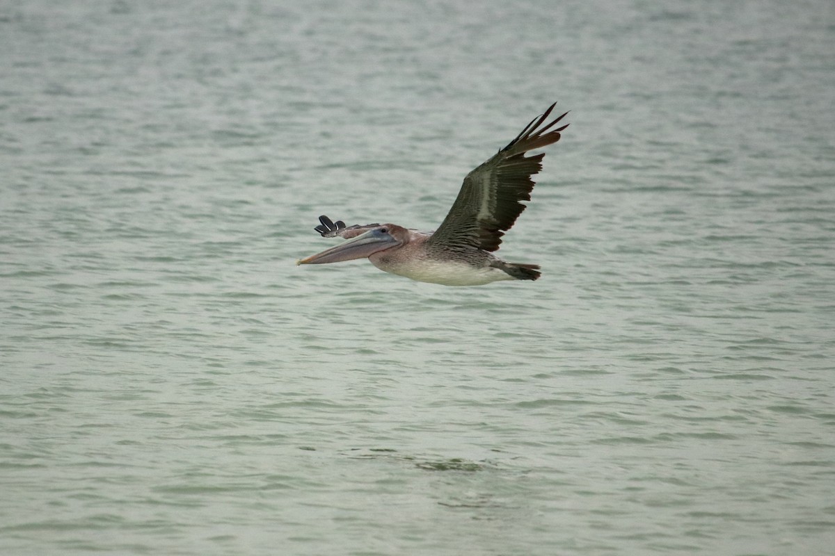 Brown Pelican - ML609391664