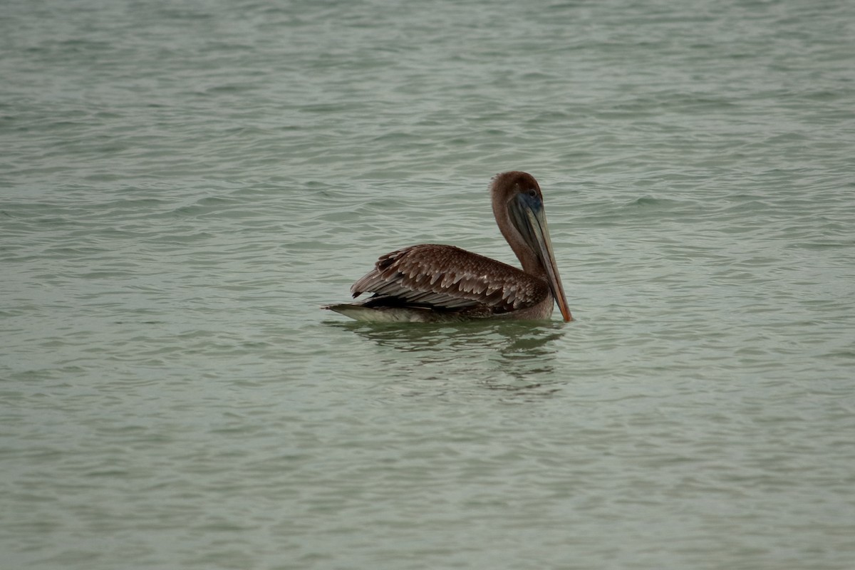 Brown Pelican - ML609391668