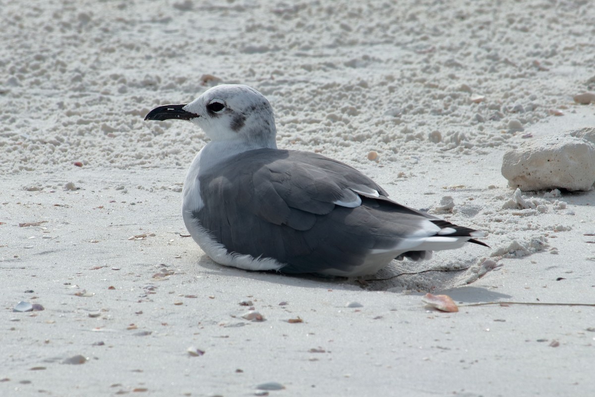 Mouette atricille - ML609391722