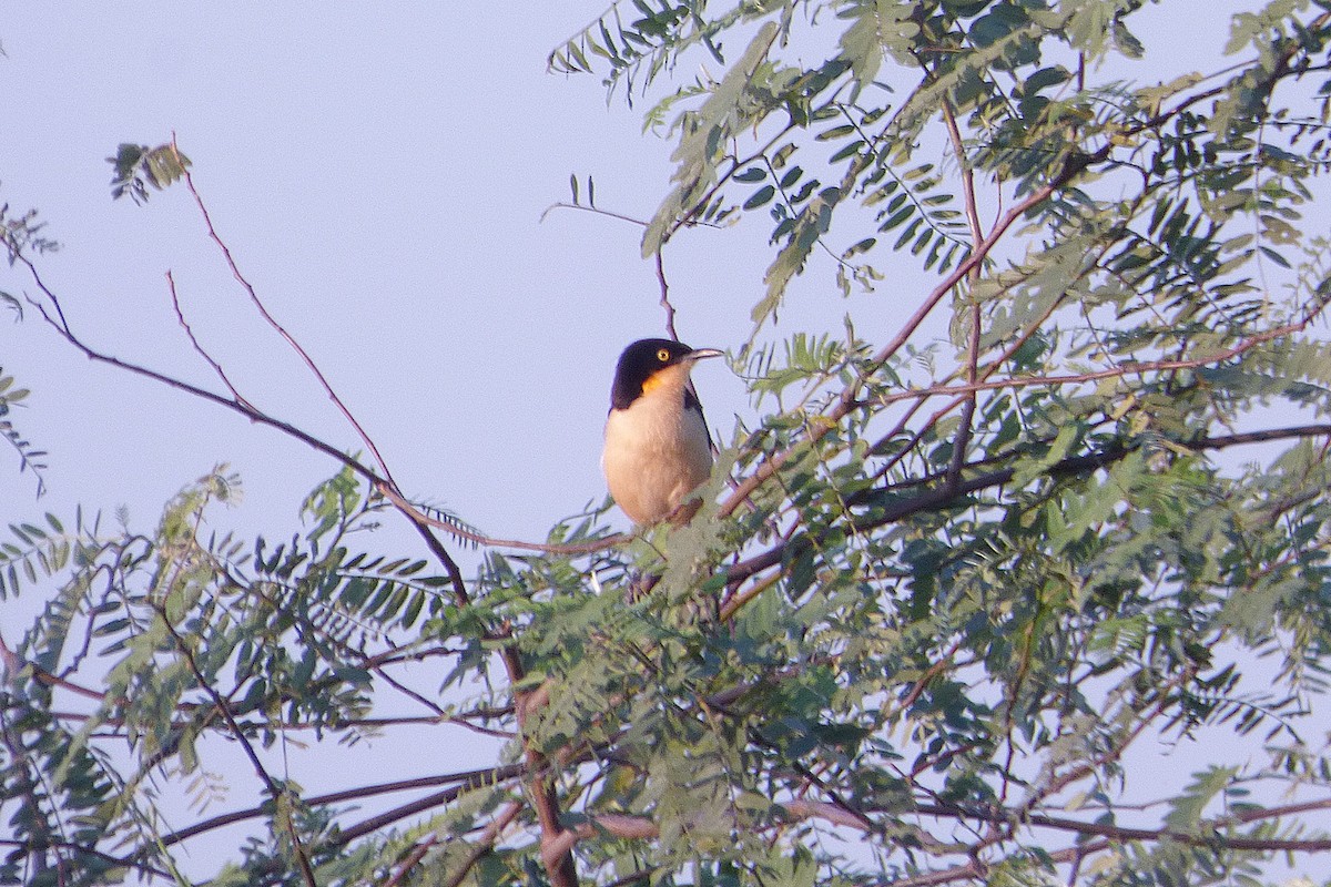 Black-capped Donacobius - ML609391730