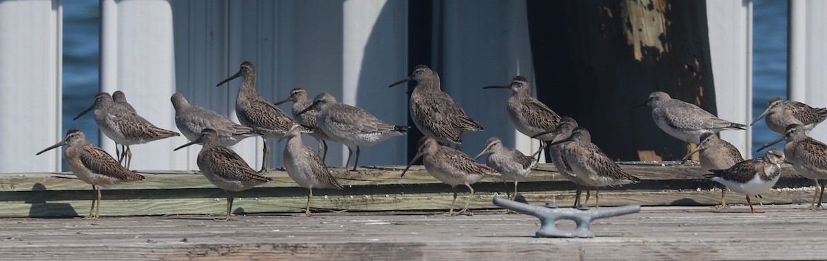 Short-billed Dowitcher - ML609391750