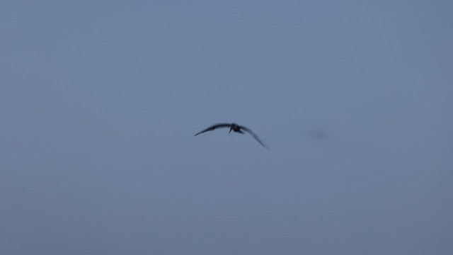 Large-billed Tern - ML609391760