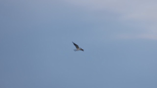 Large-billed Tern - ML609391762