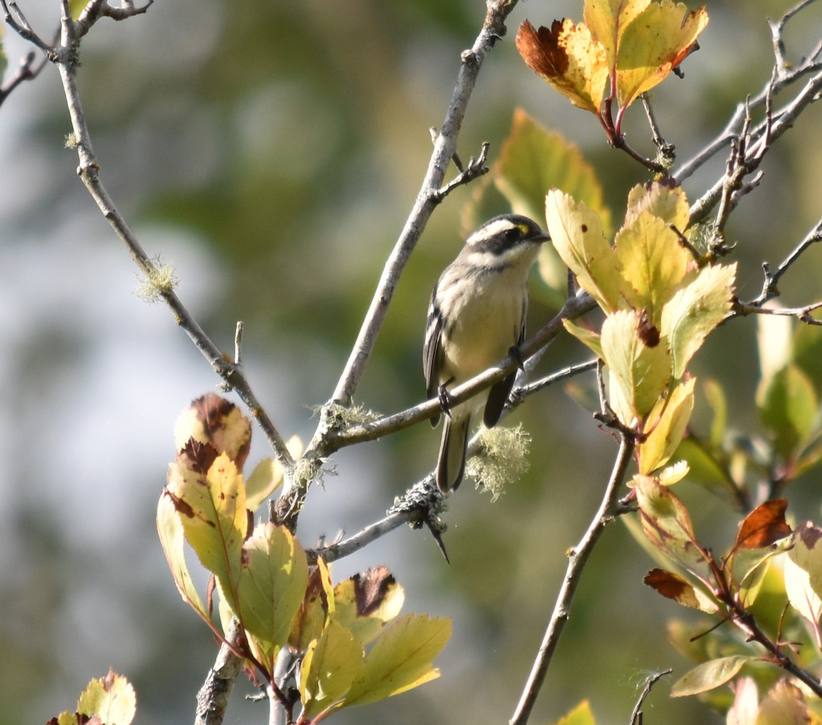 Black-throated Gray Warbler - ML609391844