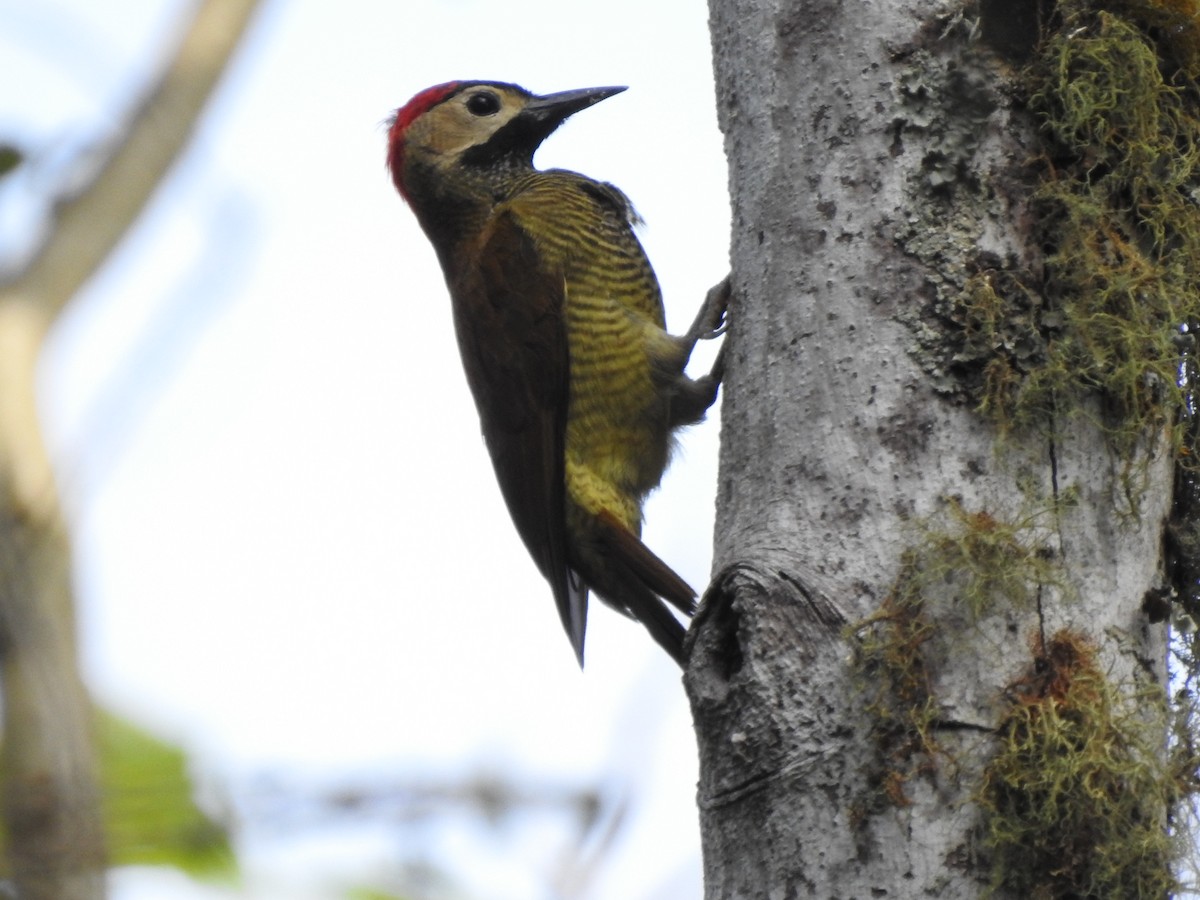 Golden-olive Woodpecker - ML609391890
