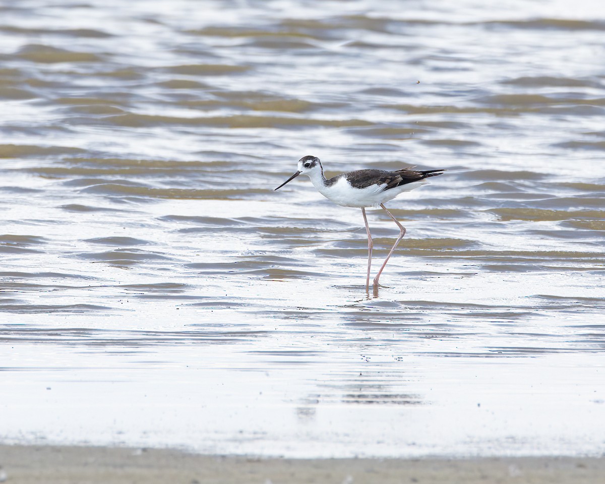 Black-necked Stilt - ML609391931