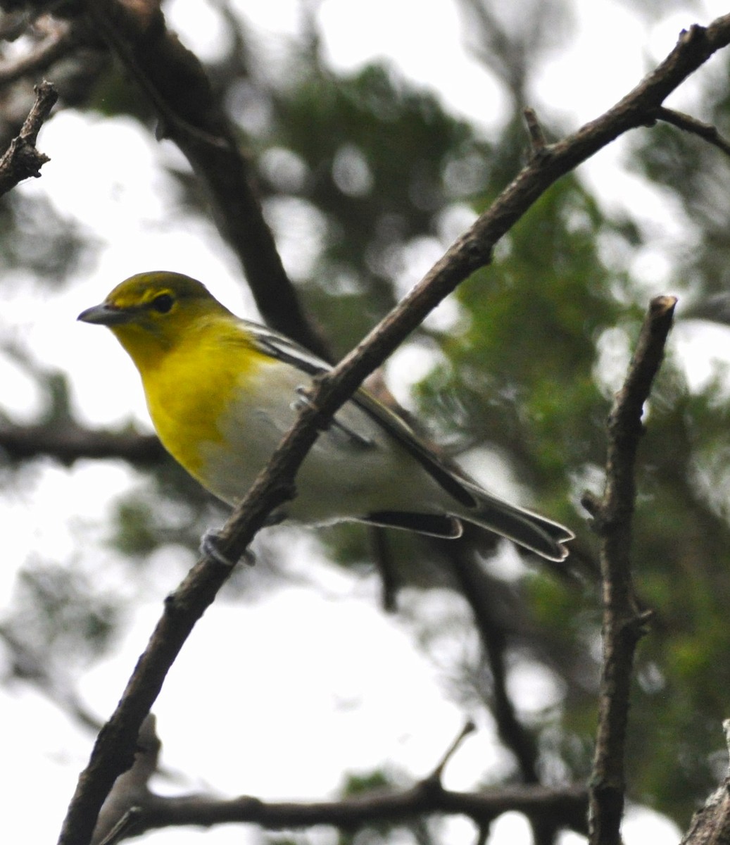 Yellow-throated Vireo - kye jenkins