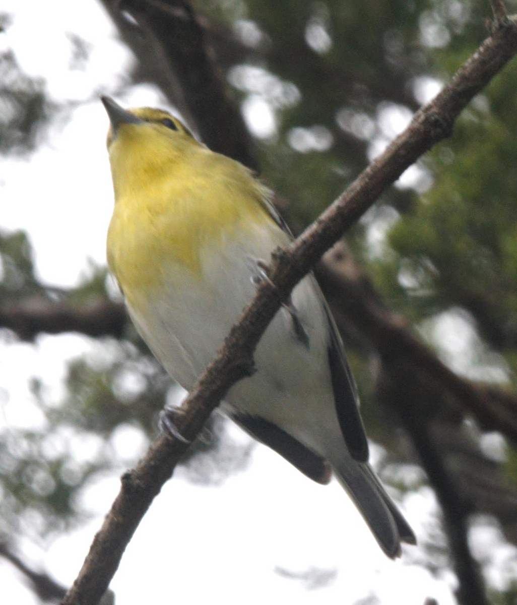 Yellow-throated Vireo - ML609392008