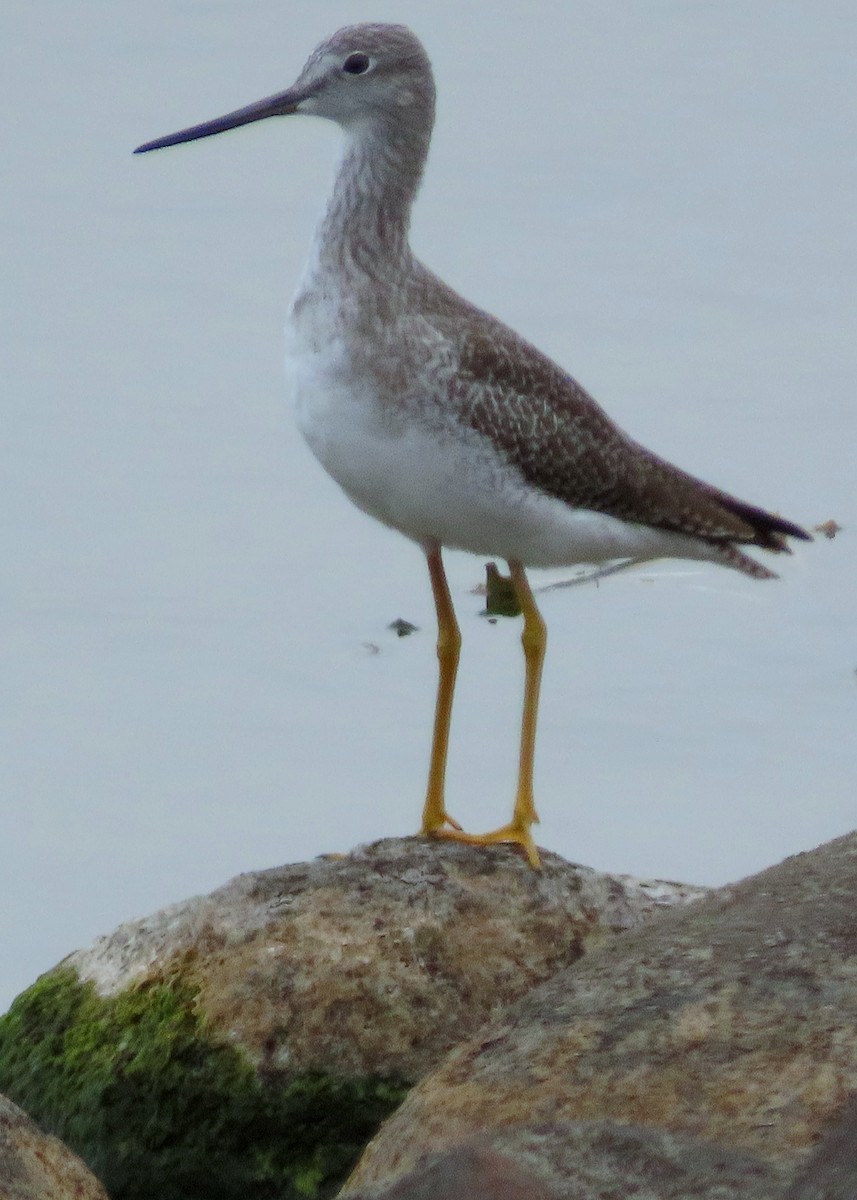 Greater Yellowlegs - ML609392037