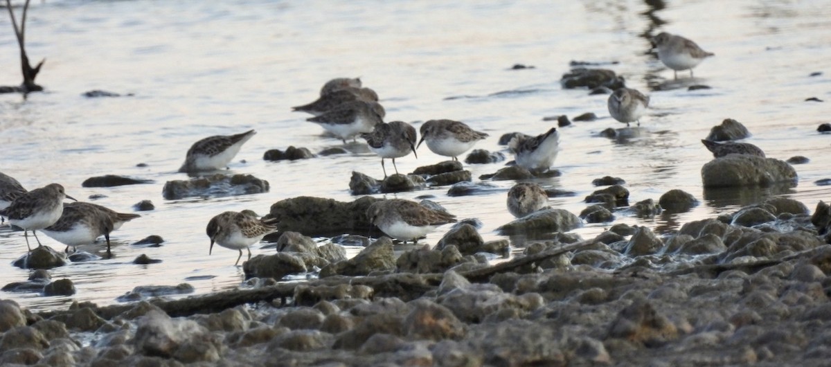 Least Sandpiper - ML609392040