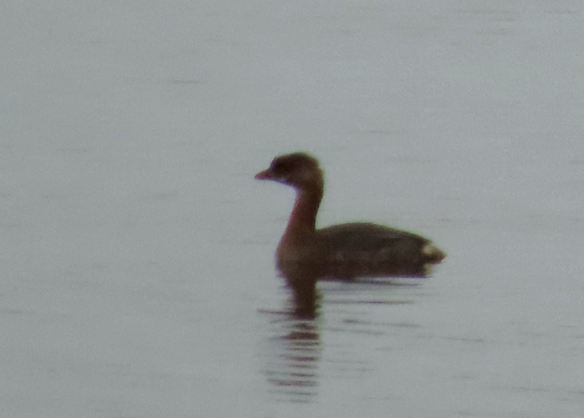 Pied-billed Grebe - ML609392066