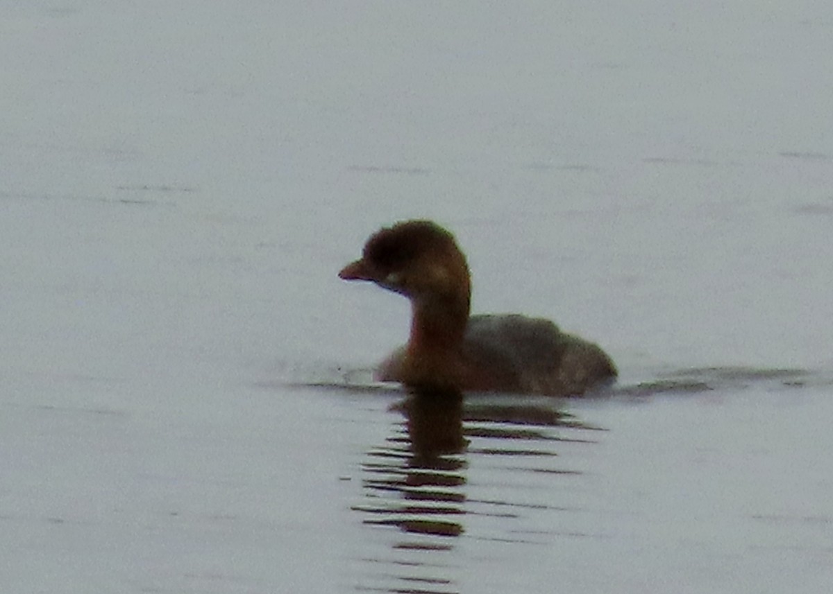 Pied-billed Grebe - Fran Kerbs