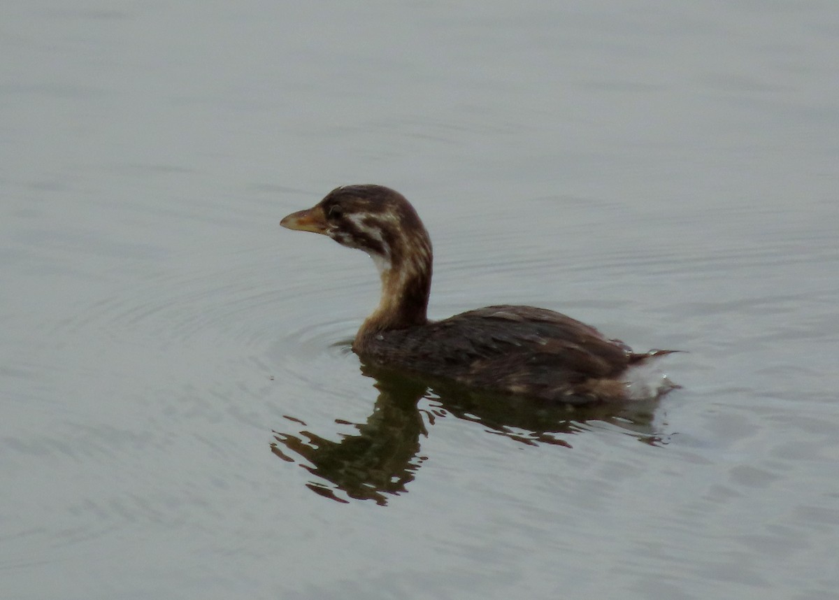 Pied-billed Grebe - ML609392068