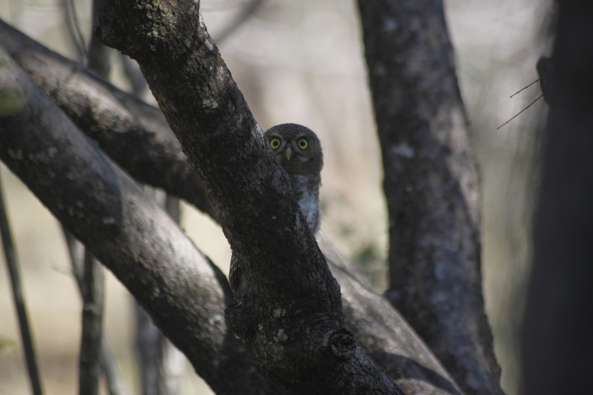 African Barred Owlet (Bar-fronted) - ML609392181